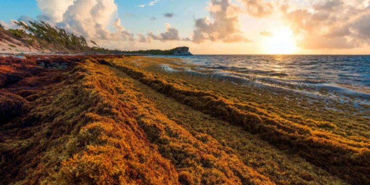 ABD topraklarının iki katı dev yosun kütlesi kıtaya yaklaşıyor