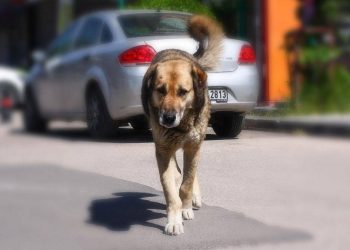 Başıboş köpeklerinin saldırdığı çocuk yaralandı