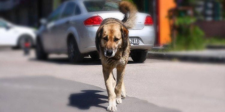 Başıboş köpeklerinin saldırdığı çocuk yaralandı