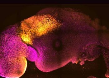 Beyni ve atan kalbi bulunan ‘yapay’ embriyo