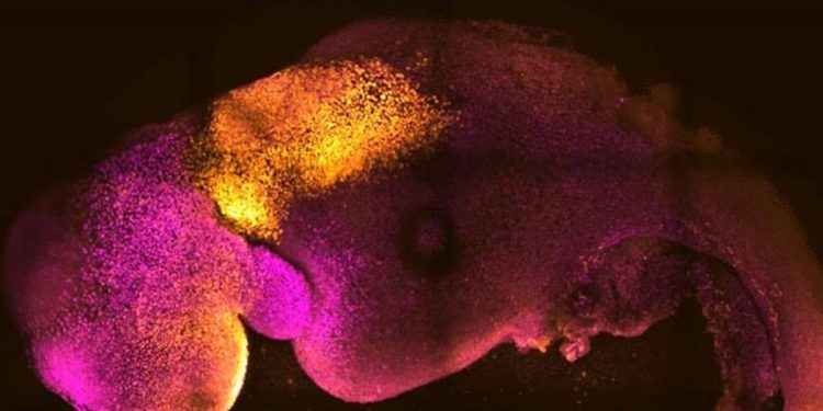 Beyni ve atan kalbi bulunan ‘yapay’ embriyo