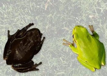 Çernobil faciasından izleri sürüyor: Hayvanlar siyah renkte doğmaya başladı