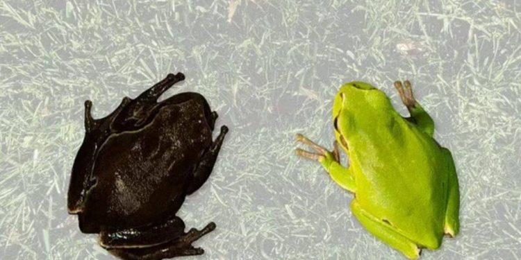 Çernobil faciasından izleri sürüyor: Hayvanlar siyah renkte doğmaya başladı