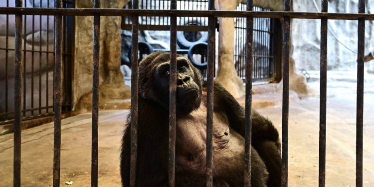 ‘Dünyanın en yalnız gorili’ için 120 bin imza