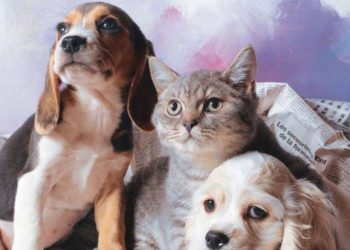 Evcil hayvanlar toplu taşımada yolculuk yapabiliyor mu? Hangi hayvanlar toplu ulaşıma binebilir? Metro, metrobüs, otobüs, vapura kedi, köpek, kuş binebiliyor mu?