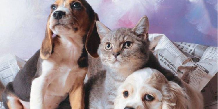 Evcil hayvanlar toplu taşımada yolculuk yapabiliyor mu? Hangi hayvanlar toplu ulaşıma binebilir? Metro, metrobüs, otobüs, vapura kedi, köpek, kuş binebiliyor mu?