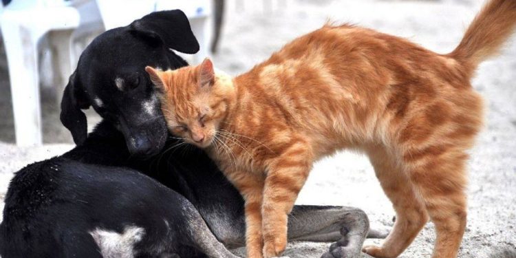 Hayvanları Koruma Günü ne zaman, nasıl ilan edildi? Hayvanları Koruma Günü tarihi, amacı nedir? Hayvan Hakları nelerdir? 4 Ekim Hayvan Hakları Günü ne demek?