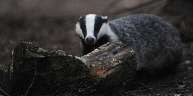 Hollanda’da porsuklar tren seferlerini alt üst etti