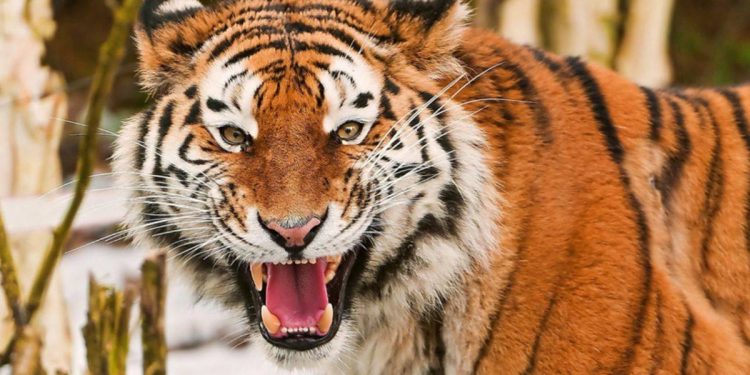 Kaplan dehşeti! 9 kişiyi öldürdü, 200 polis fillerle peşine düştü