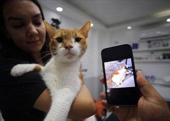 Kedi Oscar ‘mide botoksu’ ile zayıfladı