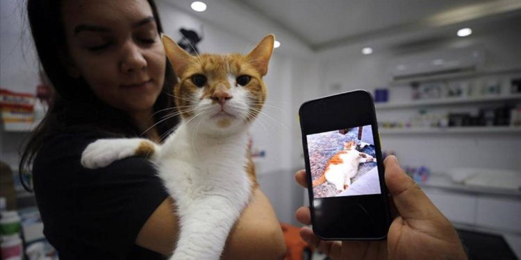 Kedi Oscar ‘mide botoksu’ ile zayıfladı