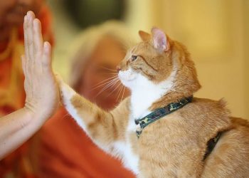 Kedilerin iyileştirici görevi