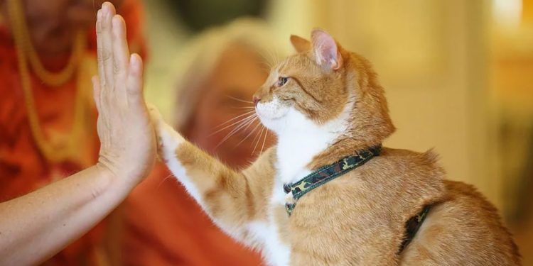 Kedilerin iyileştirici görevi