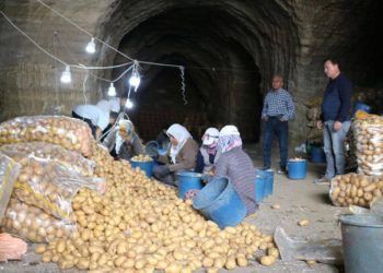Patatesleri mağaralarda depoluyorlar