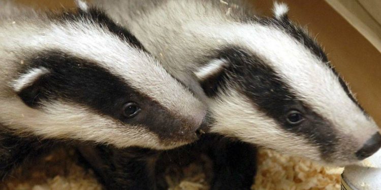 Porsuklar tren seferlerini durdurdu