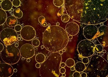 Prof. Elipek: Atık yağ sudaki oksijeni tüketir, lavaboya dökmeyin