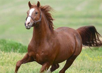 Şampiyon atın 2 yavrusu, rekor fiyatla satıldı