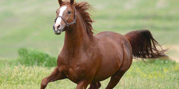 Şampiyon atın 2 yavrusu, rekor fiyatla satıldı