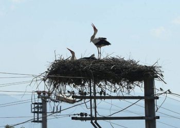 Kocaeli’de leylekler göçüyor diye elektrikler kesildi