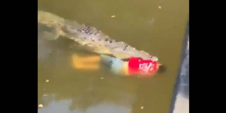 Kosta Rikalı futbolcu timsah saldırısında öldü