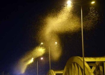 Sakarya’da milyonlarca kelebeğin ölüm dansı