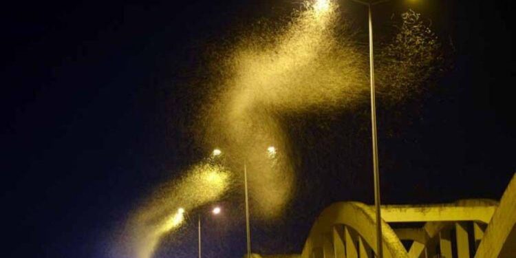 Sakarya’da milyonlarca kelebeğin ölüm dansı