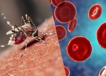 ‘Şans eseri’ keşif: Sıtmayı önleyen bakteri bulundu