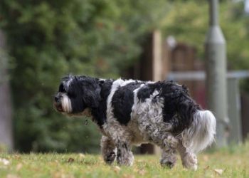 Binlerce hayvan terkediliyor ama başıboş değil
