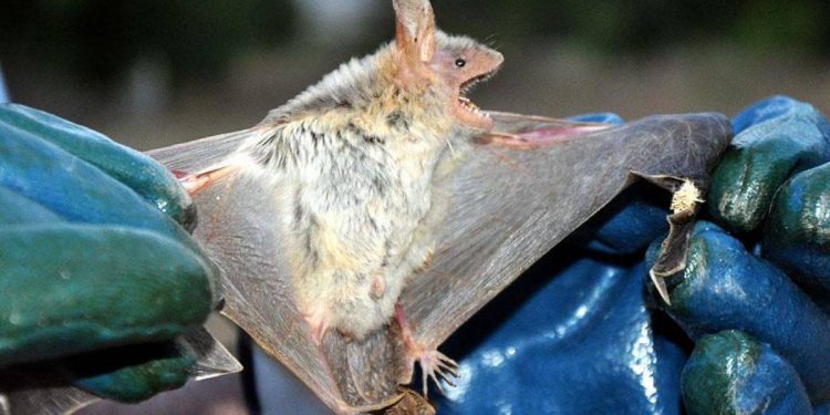 Kanserin çaresi yarasalarda olabilir mi?