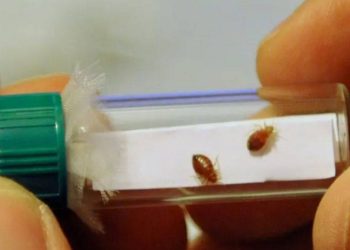 Paris’te sinema ve metrolarda tahtakurusu alarmı