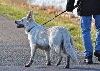 Sokakta dışkı yapan köpeklere DNA takibi