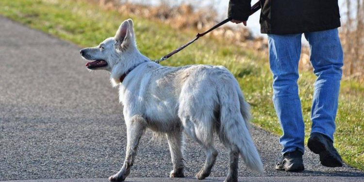 Sokakta dışkı yapan köpeklere DNA takibi