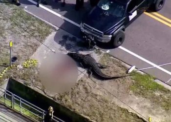 Timsah ağzında insan cesediyle sokaklarda dolaştı