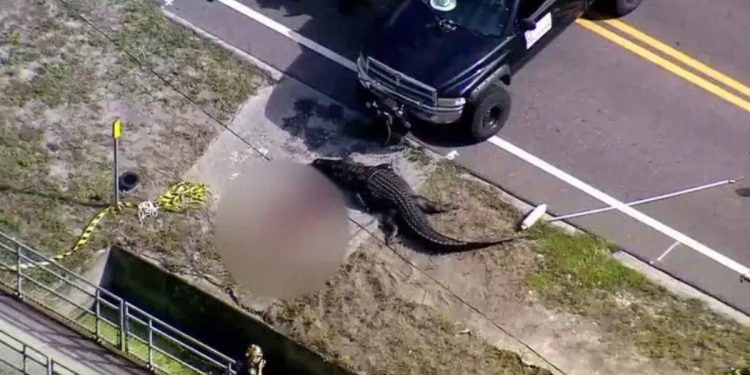 Timsah ağzında insan cesediyle sokaklarda dolaştı